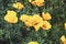 Eschscholzia californica Californian Poppy orange flowers blooming in garden