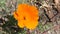 Eschscholzia californica flowers in the rays of the bright sun