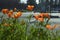 Eschscholzia californica. Yellow and orange poppy wildflowers. California poppy. Californian poppy. Golden poppy. California sunli