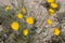 ESCHSCHOLZIA PARISHII - TWENTYNINE PALMS - 042420 B