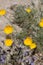 ESCHSCHOLZIA PARISHII - TWENTYNINE PALMS - 042420 C