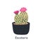 Escobaria isolated on a white background. Cute cactus. Vector illustration in cartoon style