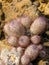 Escobaria tuberculosa or dasyacantha - foxtail cactus