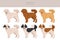 Eskapoo clipart. Eskimo dog Poodle mix. Different coat colors set