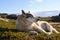 Eskimo dog basking in the sun