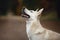 eskimo dog with blue eyes on forest background