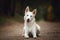 Eskimo dog with blue eyes lying on the road in autumn forest