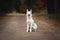 Eskimo dog with blue eyes sitting on the road in autumn forest