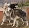 Eskimo Dogs