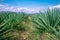 EspadÃ­n agave field in Oaxaca