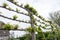 Espalier Lime Tree