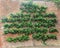 Espalier tree on old brick wall