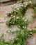 Espaliered rose on english garden wall