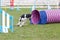 Espanol breton running out from tube on dog agility test