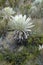 Espeletia plant in the paramo