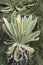 Espeletia plants in the paramo