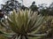 Espeletia succulent plants of the pÃ¡ramo of Colombia. FrailejÃ³n