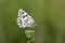 The Esper`s marbled white butterfly or Melanargia russiae