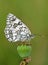 The Esper`s marbled white butterfly or Melanargia russiae