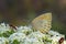 Esperarge climene , The Iranian Argus butterfly on flower