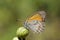 Esperarge climene , The Iranian argus butterfly on flower bud
