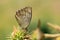 Esperarge climene , The Iranian argus butterfly on thistle flower