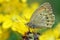 Esperarge climene , The Iranian argus butterfly on yellow flower