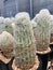 Espostoa Lanata is a tall, slow-growing cactus .