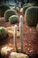 Espotoa lanata, Cactus in garden has a brown stone around, Succulent, Cactus Cacti, Cactaceae, Tree, Drought tolerant plant.