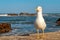 Essaouira Fish Market is the place to get the LOCAL seafood, the port is near Bab Doukala. Beautiful sunset with