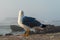 Essaouira Fish Market is the place to get the LOCAL seafood, the port is near Bab Doukala. Beautiful sunset with