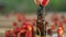 Essence of Wild strawberry on table in beautiful glass jar