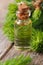 Essential aromatic oil spruce closeup vertical