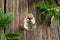 Essential oil bottle with fresh peppermint leaves in the background