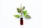 Essential oil bottle glass with  holy basil leaves and flower on white