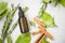 Essential oil bottle with rosemary herb and cinnamon sticks, herbal green botanical essential oil