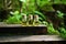 essential oil bottles on wooden steps in a forest