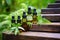 essential oil bottles on wooden steps in a forest