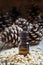 Essential oil of cedar in a small brown bottle, pine nuts, pine