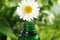 Essential oil dripping from chamomile flower into glass bottle on blurred background