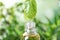 Essential oil dripping from mint leaf into glass bottle on blurred background