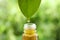 Essential oil drop falling from leaf into glass  against blurred green background, closeup