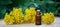 essential oil from the immortelle plant. nature