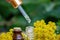 essential oil of immortelle on a wooden background. Herbs