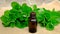 Essential oil and mint extract in a small bottle. Selective focus.