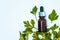 Essential oil of parsley. Glass bottle of parsley essential oil with a fresh bunch of parsley, green vegetable oil concept,