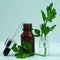 Essential oil of parsley. Glass bottle of parsley essential oil with a fresh bunch of parsley, green vegetable oil concept.