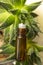 essential oil roll on little bottle with aloe vera leaves