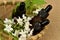 Essential oil Wrightia religiosa flowers on a brown hemp sack background.