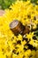 Essential oil with yellow flowers